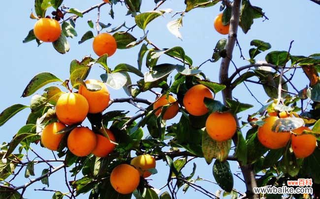 吃柿子禁忌什么食物 吃柿子的禁忌有哪些?