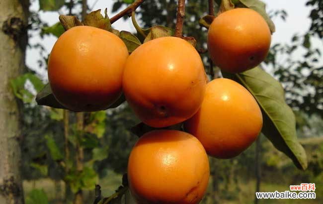 吃柿子禁忌什么食物 吃柿子的禁忌有哪些?