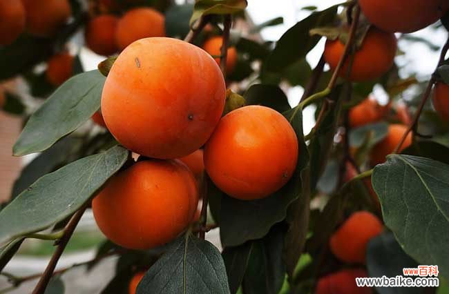 吃柿子禁忌什么食物 吃柿子的禁忌有哪些?