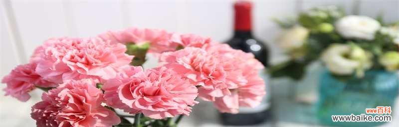 探究康乃馨花色与花语,解读不同色彩所代表的含义 康乃馨花语与寓意