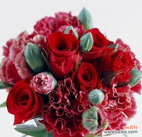 探究康乃馨花色与花语,解读不同色彩所代表的含义 康乃馨花语与寓意