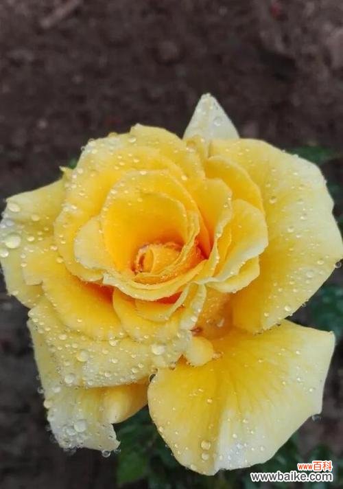 每朵黄玫瑰背后的含义 黄玫瑰花语大揭秘
