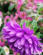 探究翠菊的花语和文化底蕴 翠菊花语的含义