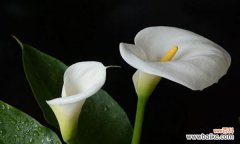 探寻黄色马蹄莲所蕴含的深刻含义 黄色马蹄莲的花语与寓意