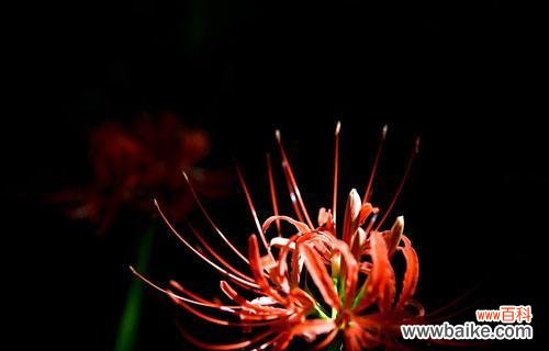 探寻黑色彼岸花的花语和故事 黑色彼岸花的神秘与美丽