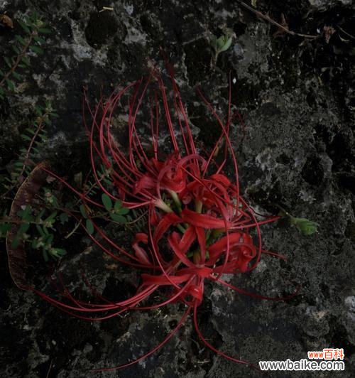 探寻黑色彼岸花的花语和故事 黑色彼岸花的神秘与美丽