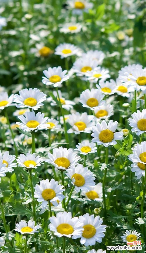 探索小雏菊的深层含义与象征意义 小雏菊的寓意与花语