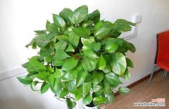 绿萝和吊兰哪个吸甲醛 吊兰和绿萝哪个吸甲醛强？