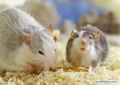 被老鼠咬几天过危险期 被老鼠咬了怎么办？