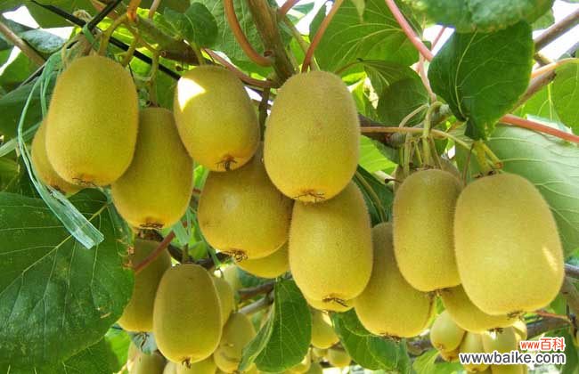 猕猴桃怎么剥最方便 猕猴桃怎么去皮最方便?