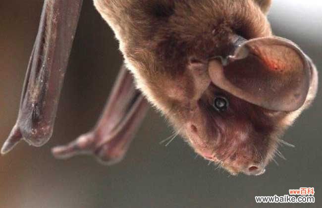 被蝙蝠咬了死亡率多高 被蝙蝠咬了会怎么样?