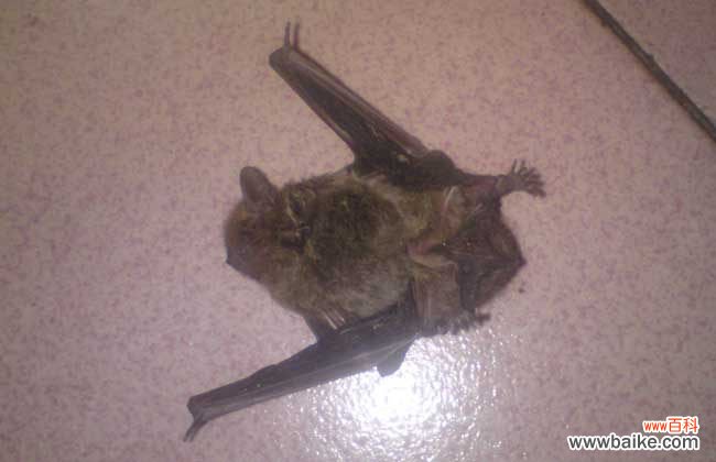 被蝙蝠咬了死亡率多高 被蝙蝠咬了会怎么样?