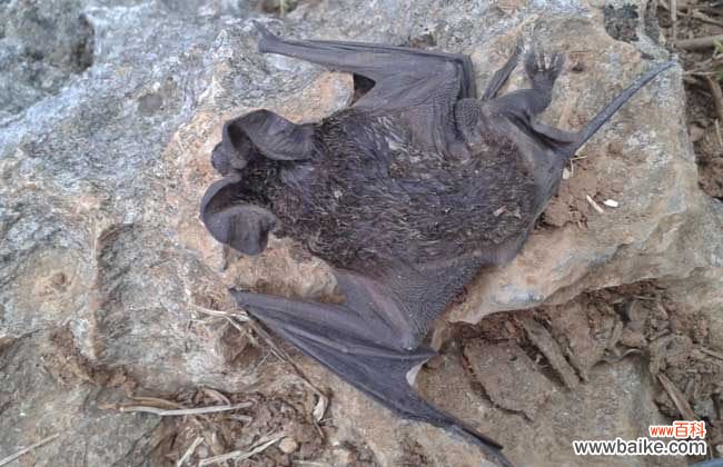 被蝙蝠咬了死亡率多高 被蝙蝠咬了会怎么样?