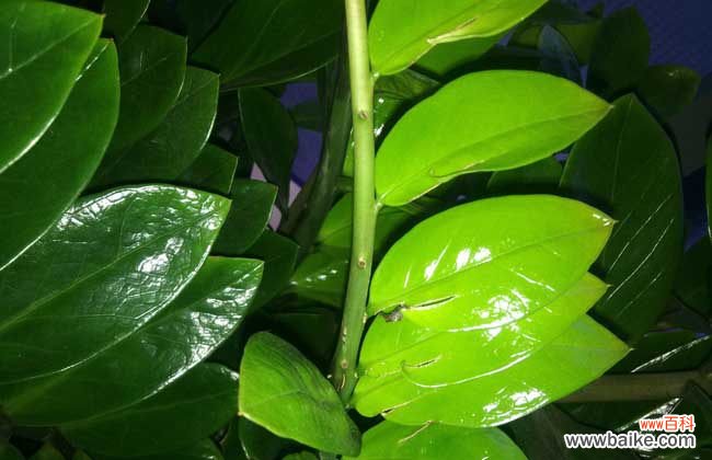 金钱树可以除甲醛吗 金钱树吸甲醛吗?