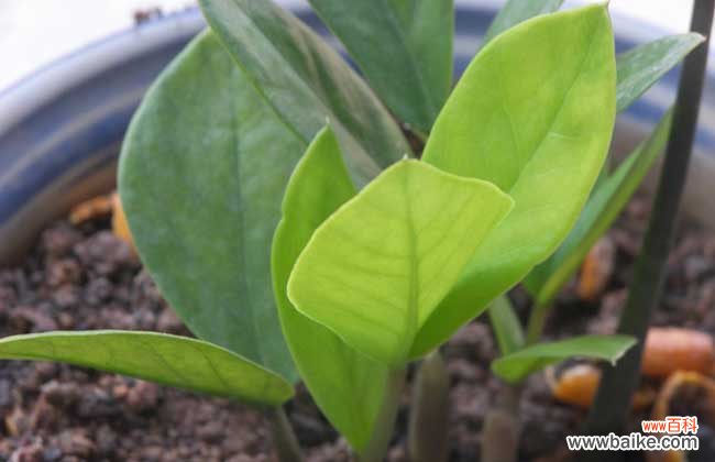 金钱树可以除甲醛吗 金钱树吸甲醛吗?