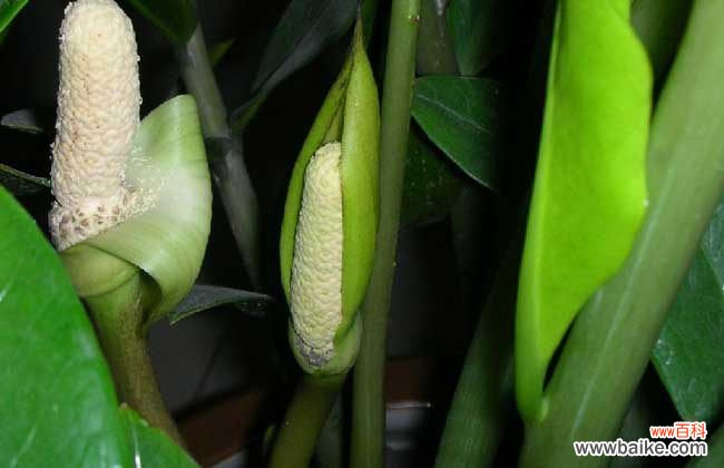 金钱树可以除甲醛吗 金钱树吸甲醛吗?