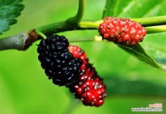 如何洗猪肺才干净 桑葚怎么清洗才能洗干净？