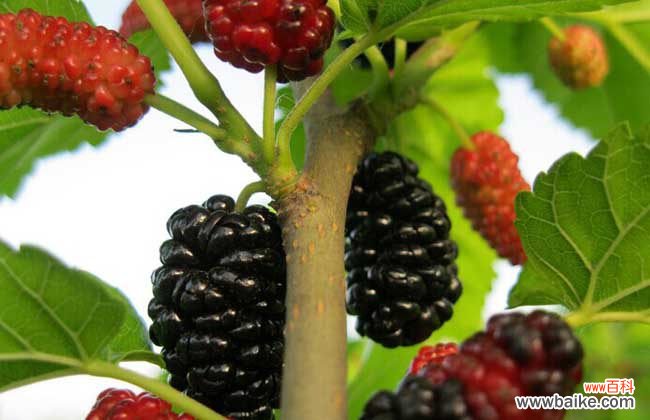 如何洗猪肺才干净 桑葚怎么清洗才能洗干净?