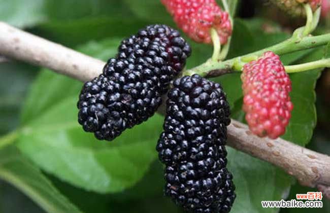 如何洗猪肺才干净 桑葚怎么清洗才能洗干净?