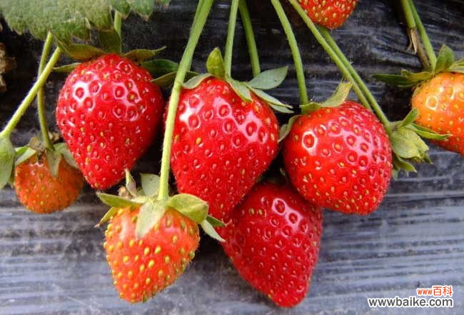 怎么能把草莓洗干净 草莓怎么洗才能洗干净？