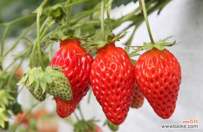 怎么能把草莓洗干净 草莓怎么洗才能洗干净？