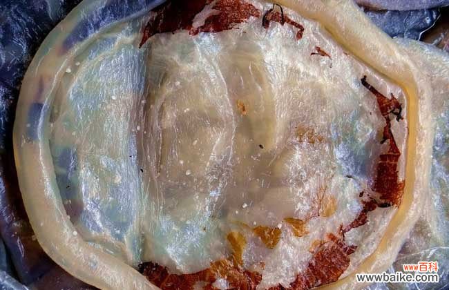 海蜇冷冻还是冷藏 海蜇头保存方法