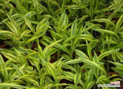 富贵竹怎么水养才旺盛 养殖富贵竹有什么作用?