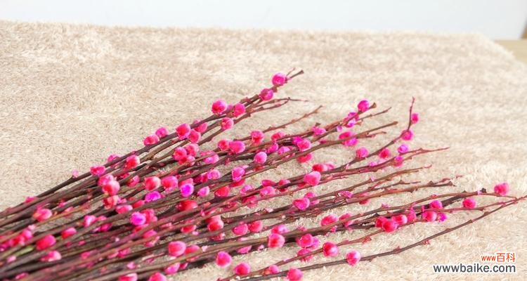 探索银柳的花语及其象征意义 银柳的花语