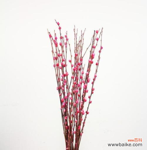 探索银柳的花语及其象征意义 银柳的花语