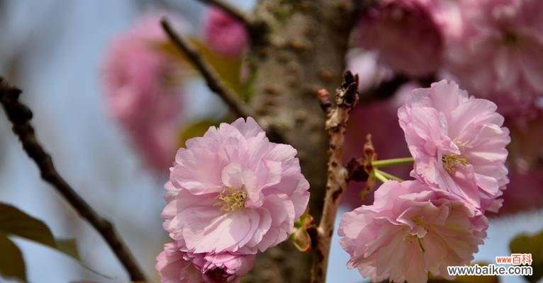 盛放在春天里的希望与温暖 樱花的寓意与美丽