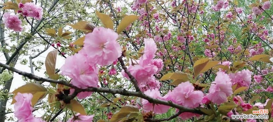 樱花花语传递的深意与心愿 樱花花语与寓意