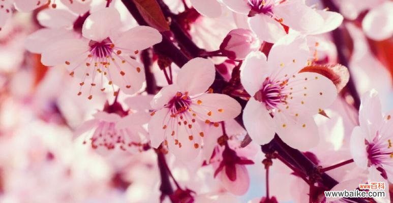 樱花 樱花的花语与象征意义