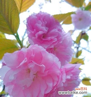 樱花 樱花的花语与象征意义