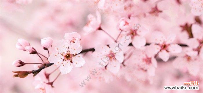 美丽绽放的樱花 樱花花语