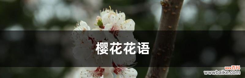 美丽绽放的樱花 樱花花语