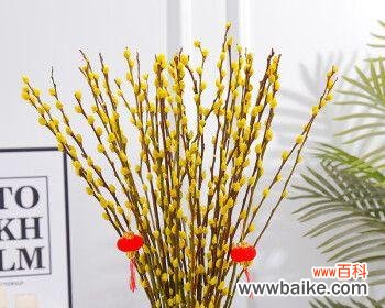 一朵银白婉约的美丽之花 银柳花的寓意与象征意义