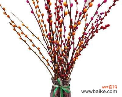 一朵银白婉约的美丽之花 银柳花的寓意与象征意义