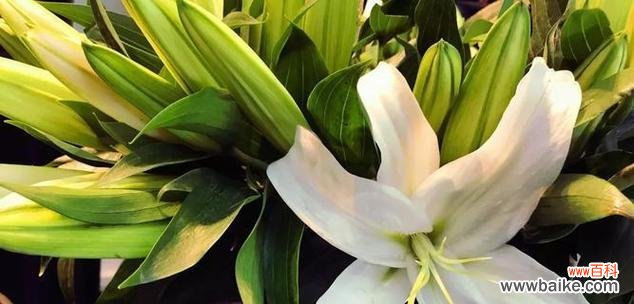 用依米花表达真挚的情感 依米花的花语——守护与祝福