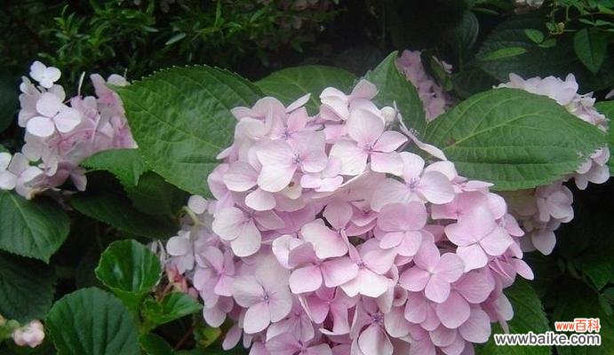 用依米花表达真挚的情感 依米花的花语——守护与祝福