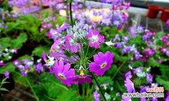 揭示樱花草的花语和象征意义 樱花草的花语