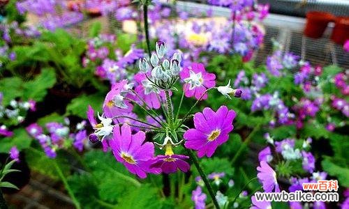 揭示樱花草的花语和象征意义 樱花草的花语