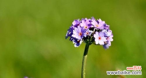 揭示樱花草的花语和象征意义 樱花草的花语