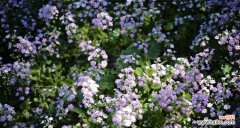 樱花草花语的意义与传承 樱花草花语