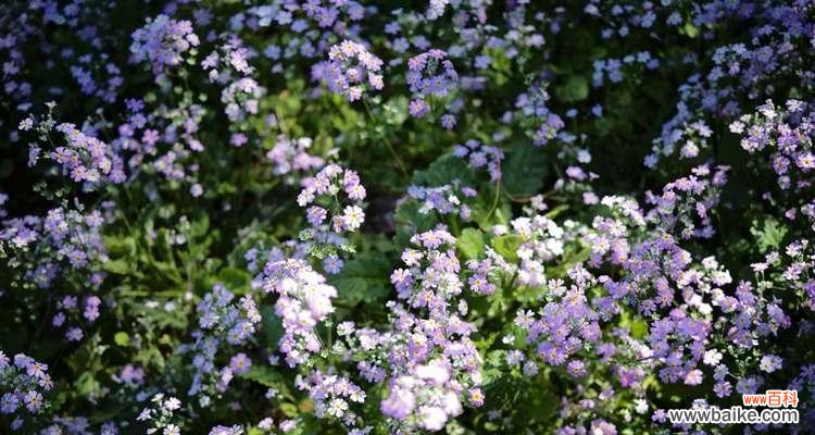 樱花草花语的意义与传承 樱花草花语
