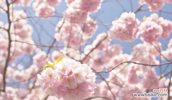 探寻樱花的浪漫花语和神秘传说 樱花之美