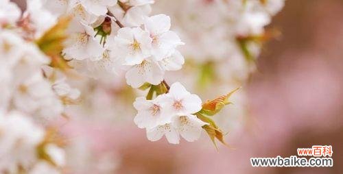 盛开的美丽与短暂的生命 樱花的花语与象征意义