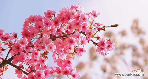 探寻樱花的浪漫与寓意 樱花的花语