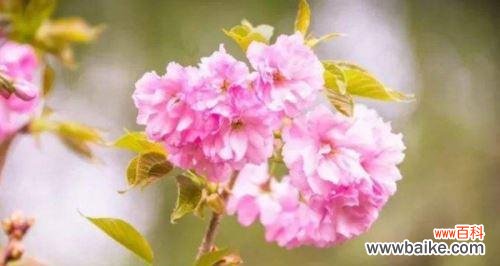 探寻樱花的浪漫与寓意 樱花的花语