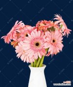 探究非洲菊在文化、艺术和园林中的象征意义 非洲菊的代表意义