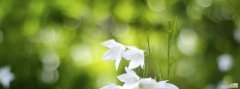探秘白色桔梗花所代表的含义与象征 白色桔梗花的花语